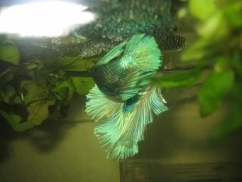 bettas041.jpg