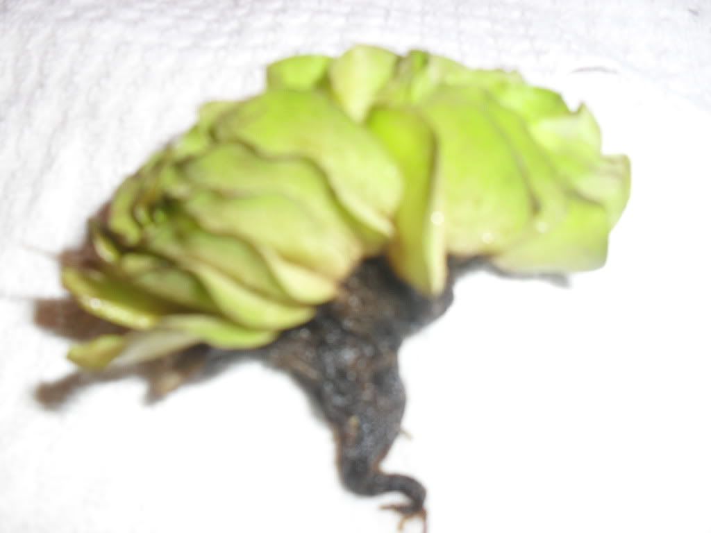 SDC16389.jpg