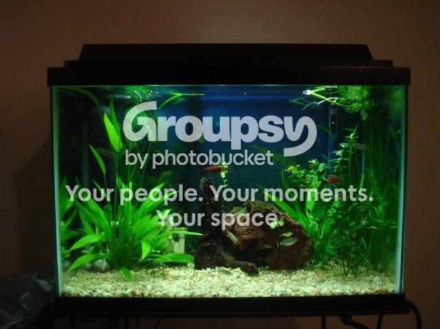 fishes.jpg