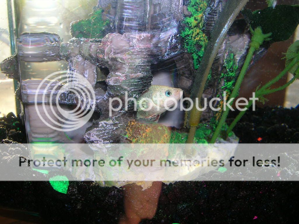 misc029.jpg