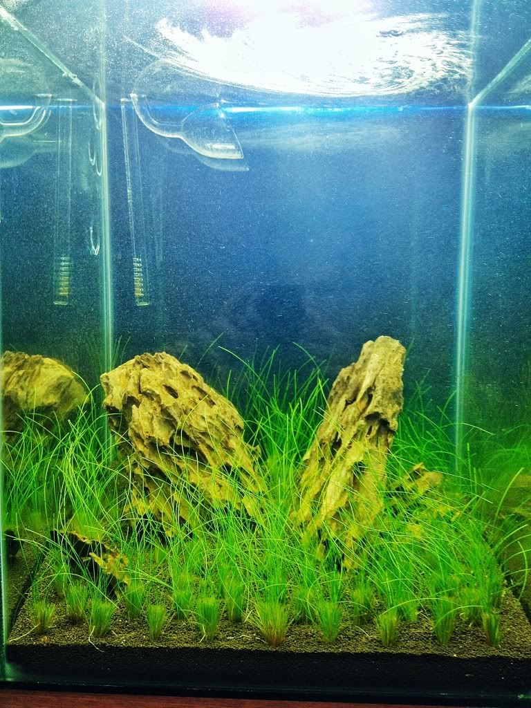 week2beforetrim.jpg