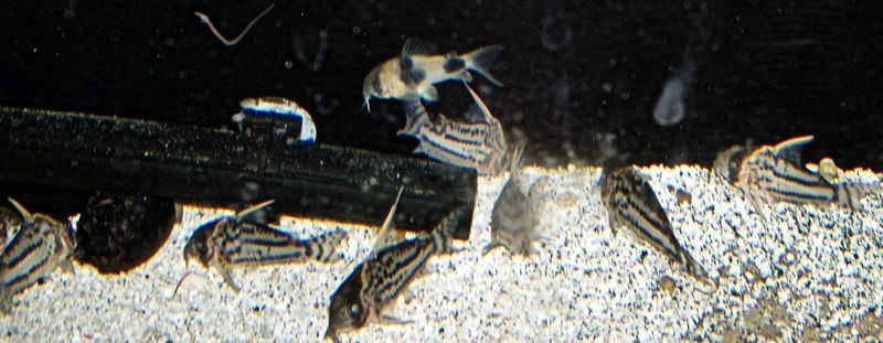 8-16-2007057-2.jpg