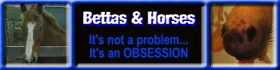 bettahorse.jpg