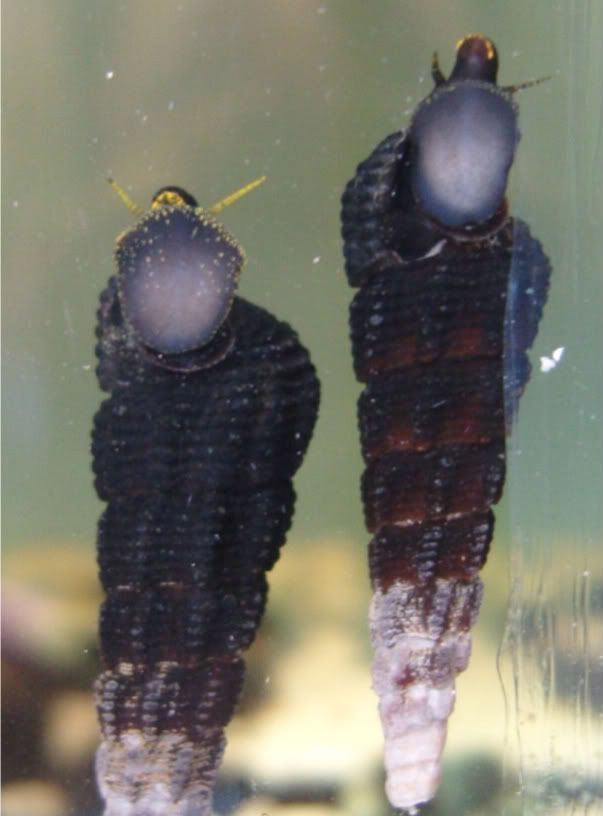 yellowantennesnail1-1.jpg