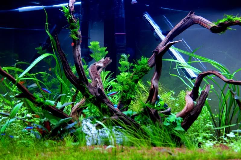 green2.jpg