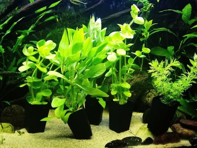 plants170912.jpg