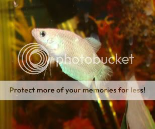 femalebettas008.jpg