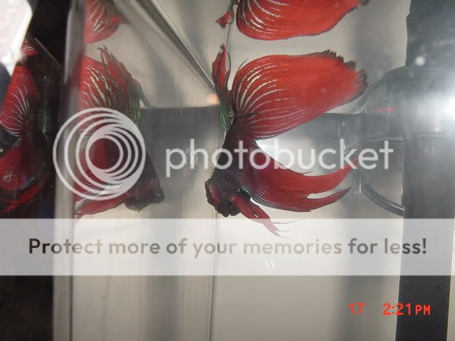 DSC00136.jpg