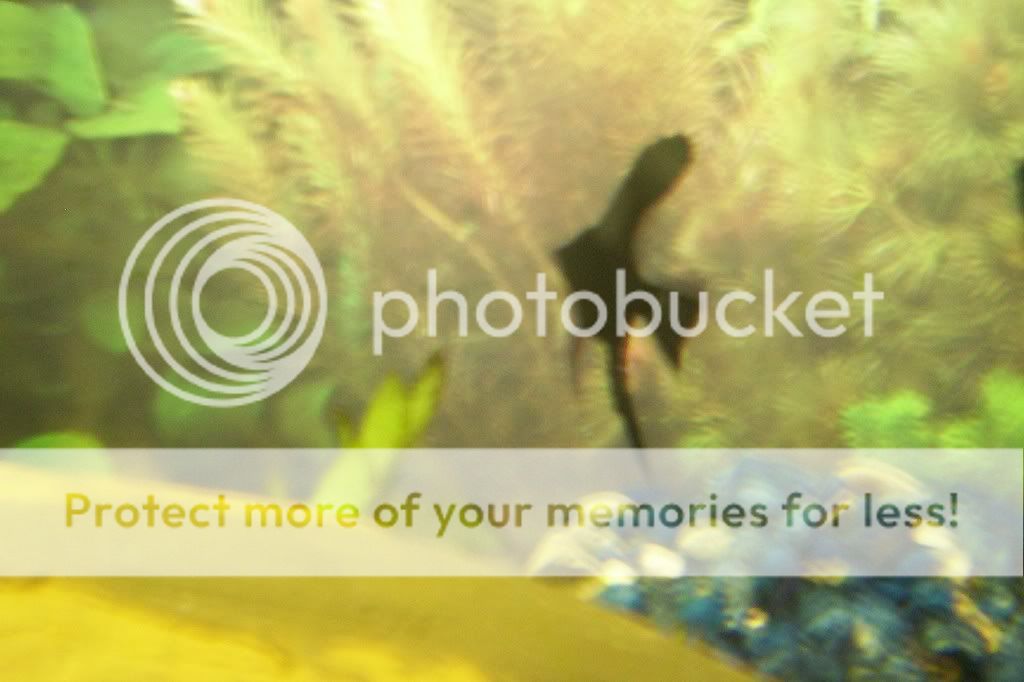 balckangelfish1.jpg