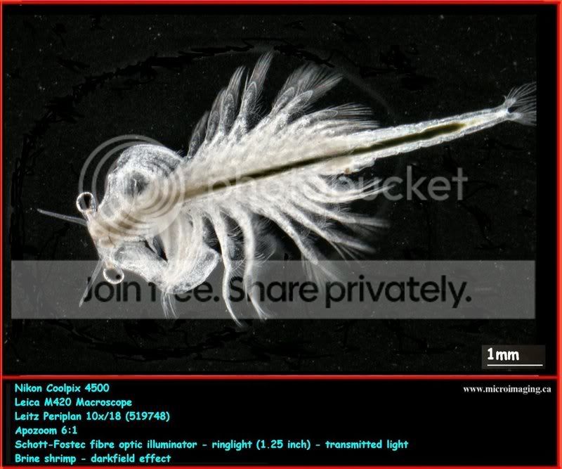 brineshrimp.jpg