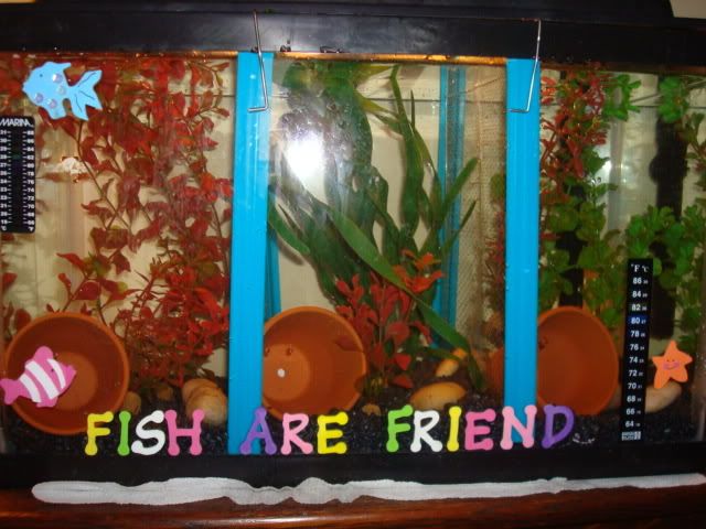 fishies1027.jpg