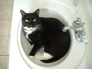 MikeintheSink3.jpg