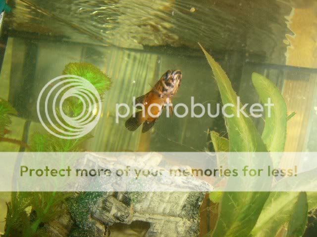 Fishies009.jpg