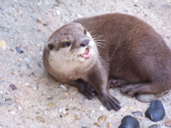 otter1.jpg