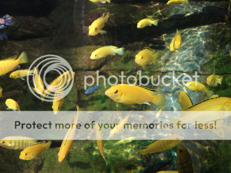 bluereef037.jpg
