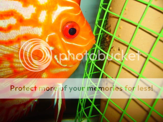 tank2006.jpg