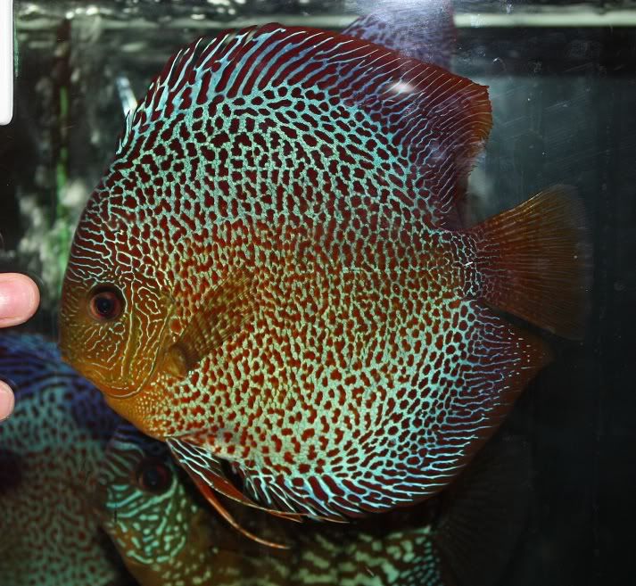 fish1.jpg