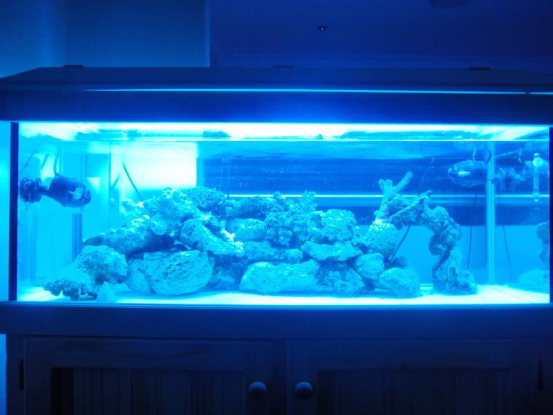 ActinicLights.jpg