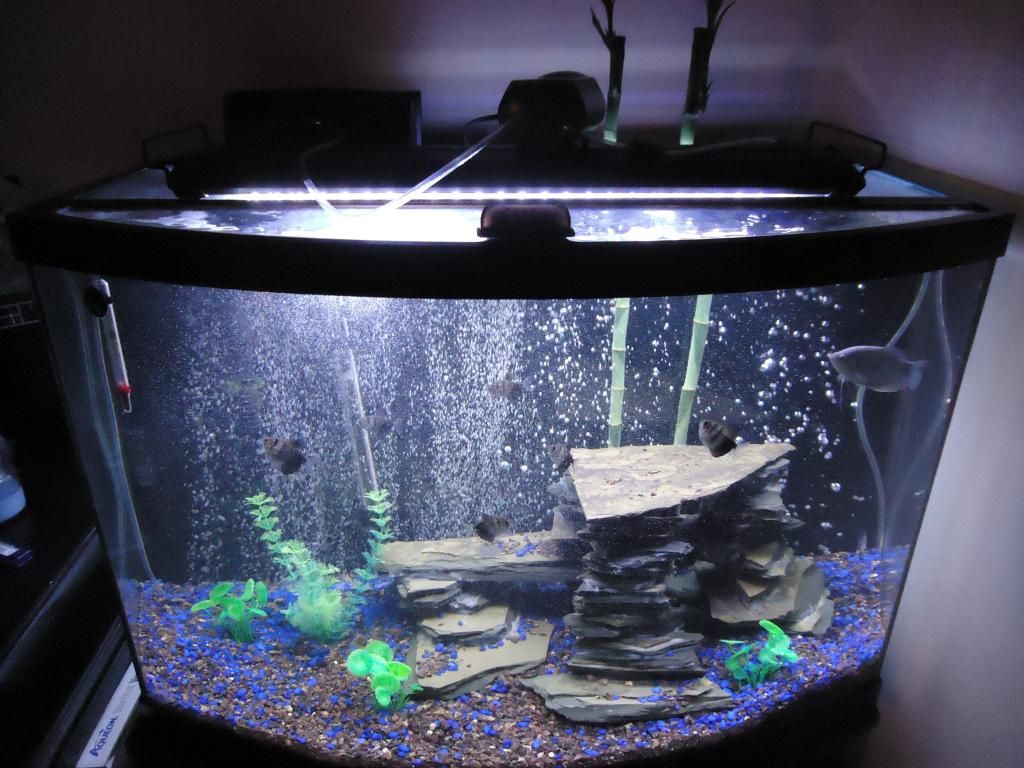 fish011_zps748497be.jpg