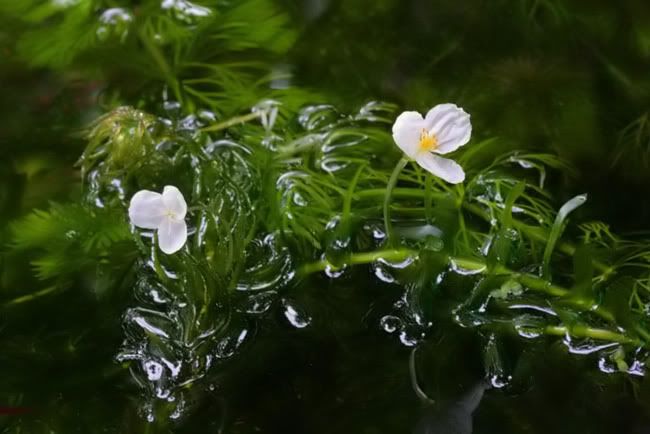 flower22.jpg