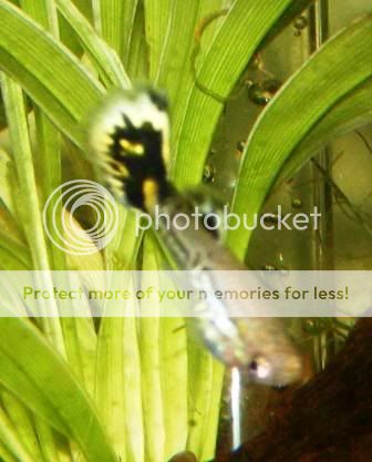lepordguppy2.jpg