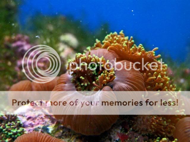 2009_0721Reef0011a.jpg