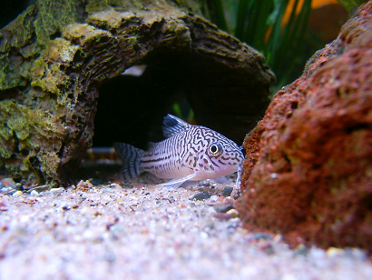 Corydoras1.png