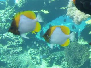 SDC12239.jpg