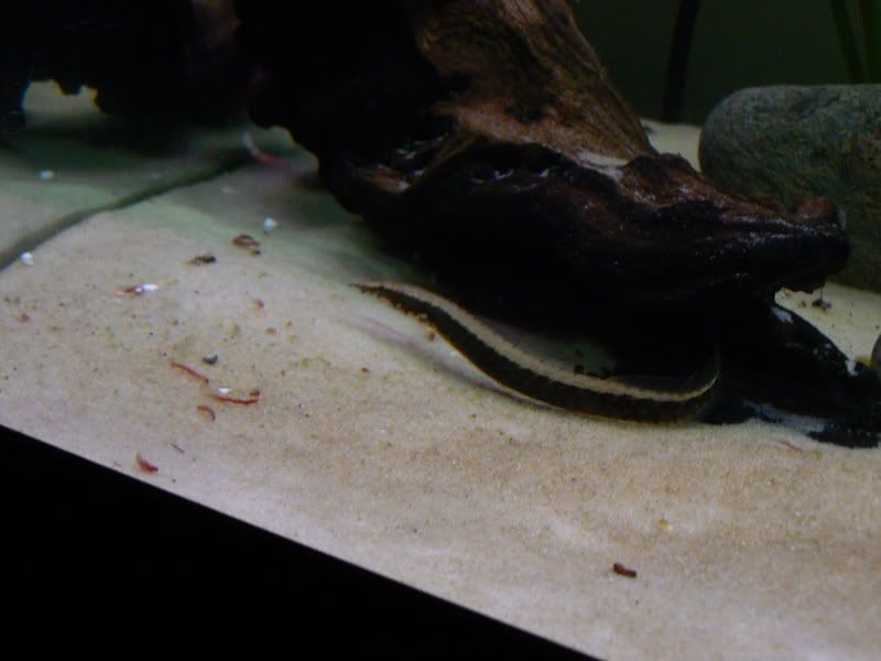 P1000019.jpg