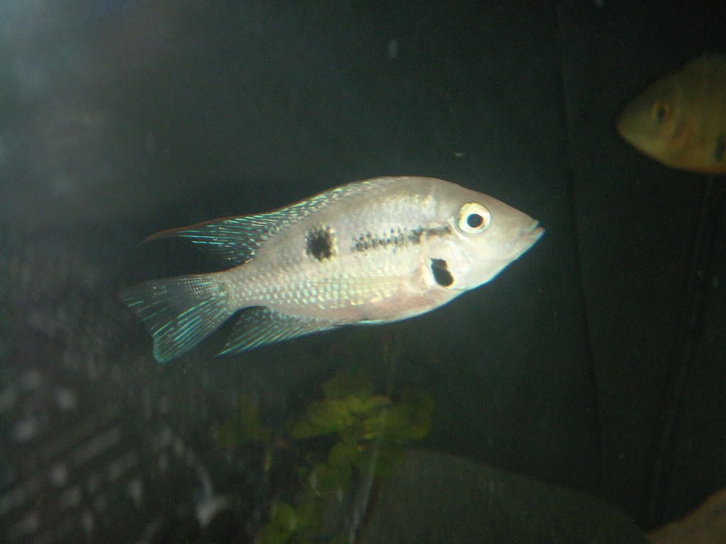 firemouth2.jpg