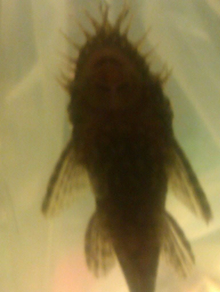 IMAG0003_zps46d07780.jpg