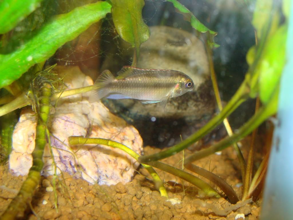 DSC00585.jpg