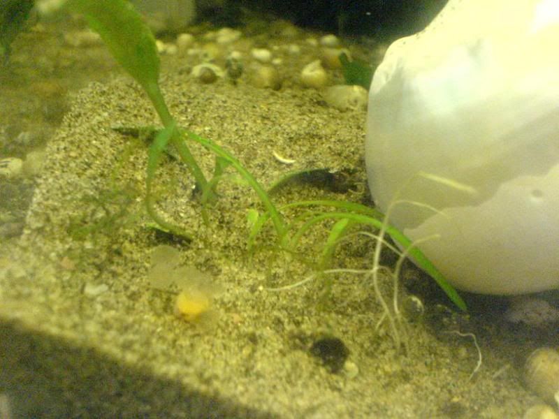 bristlenosemale6.jpg