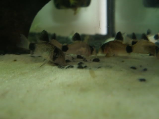 GEDC1333.jpg