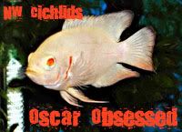 oscarobsessedalbino.jpg