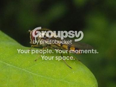 Smallbug8.jpg