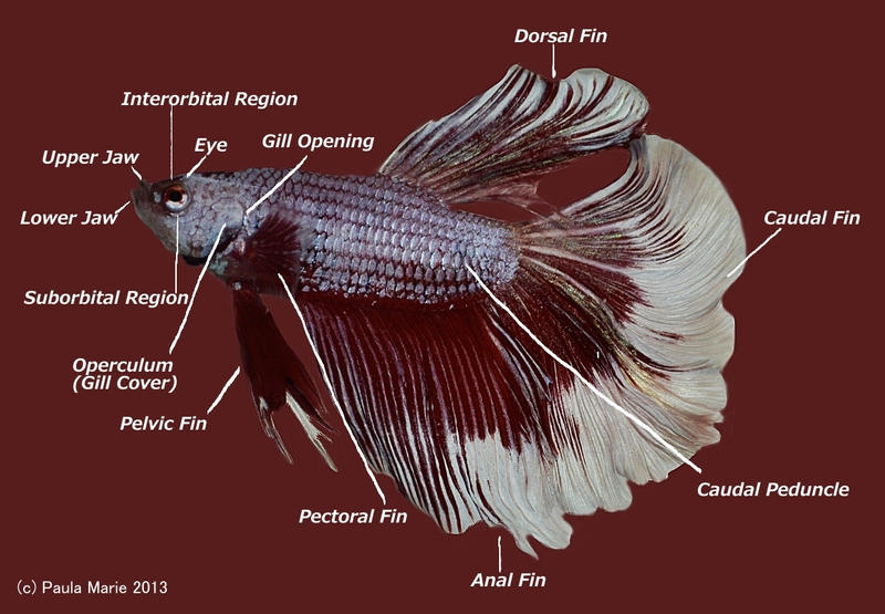 betta_fish_anatomy_by_youlittlemonkey-d6luwpz.jpg