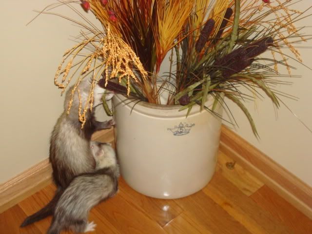 ferrets034-1.jpg