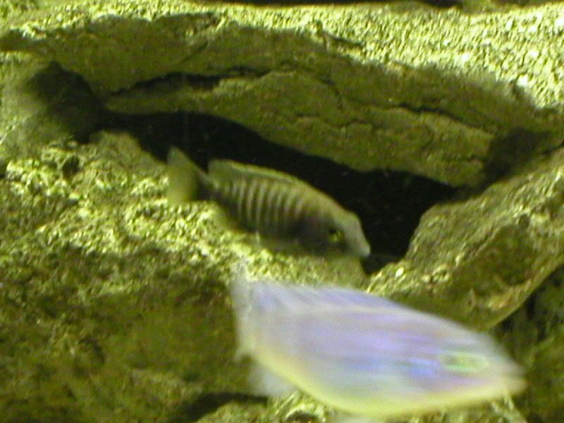 P1010062.jpg