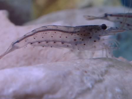 Shrimplet3.jpg