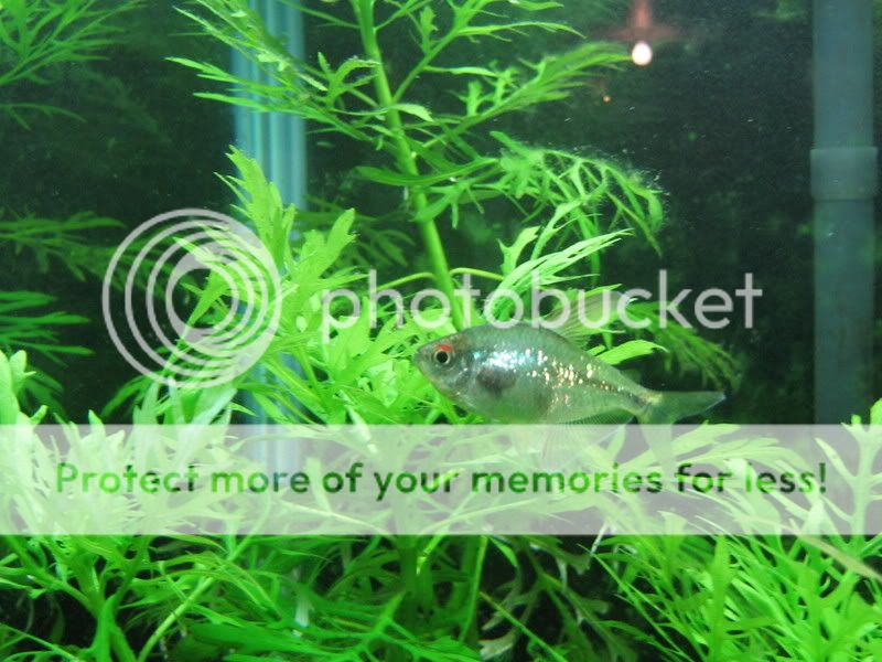 PictureorVideo796.jpg