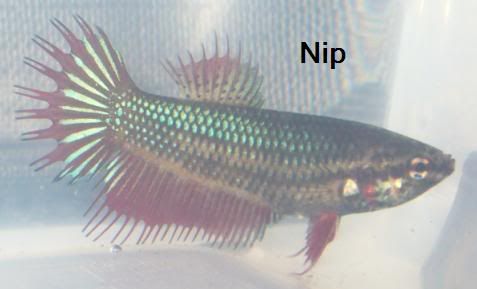 Nip6.jpg