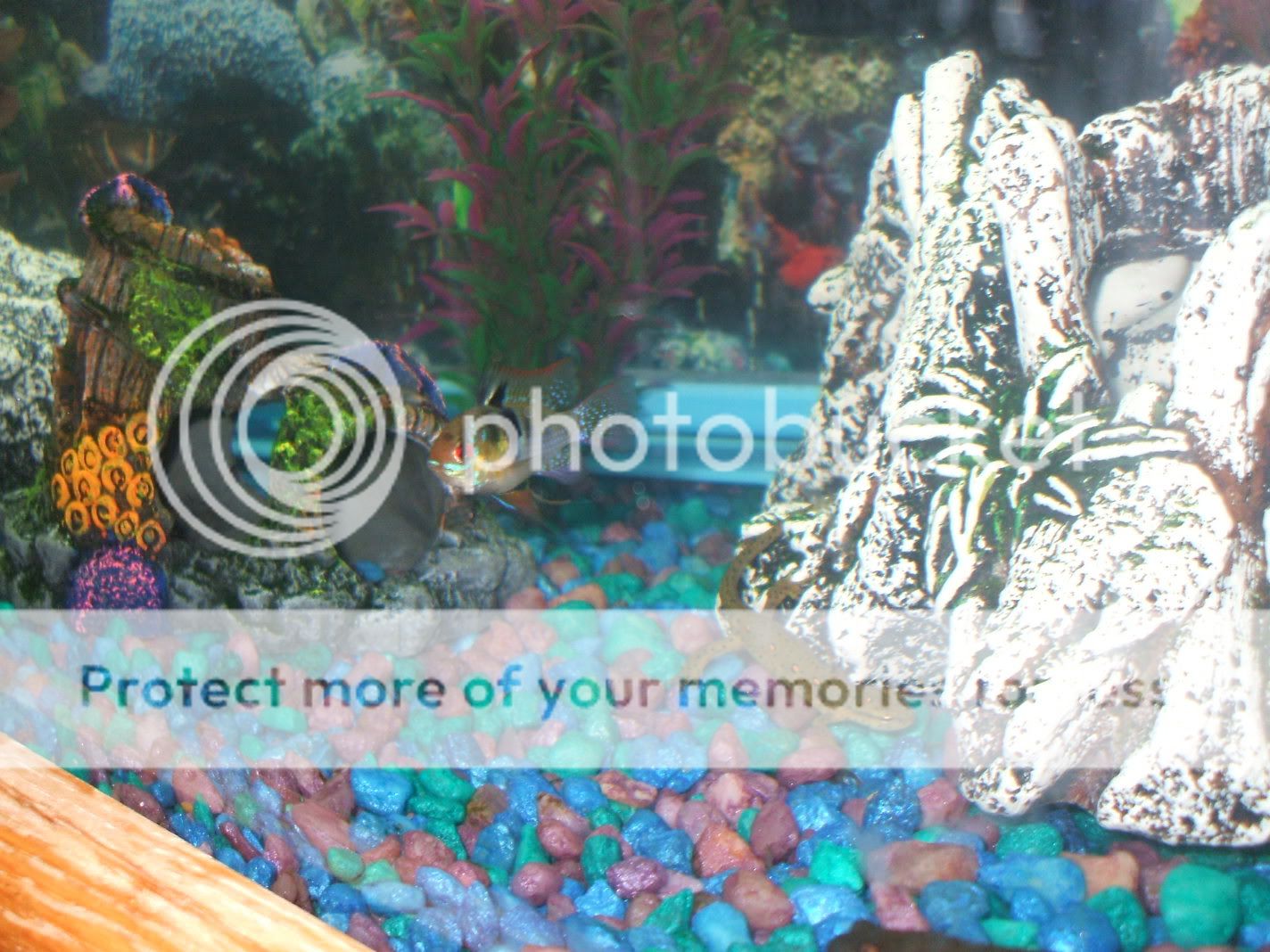 fishtankswithnewplants-55-1.jpg