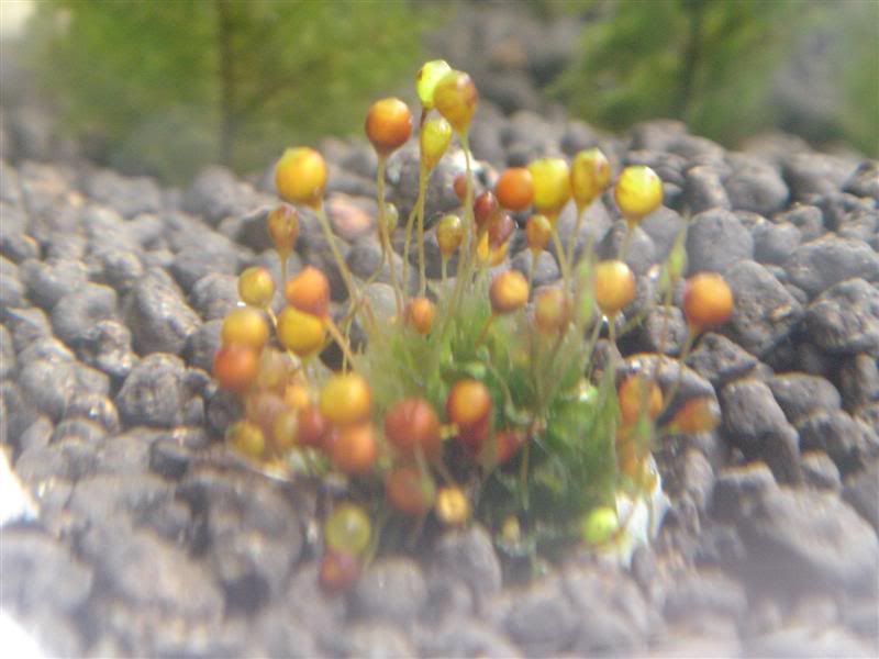 liveplantsr1174100935.jpg