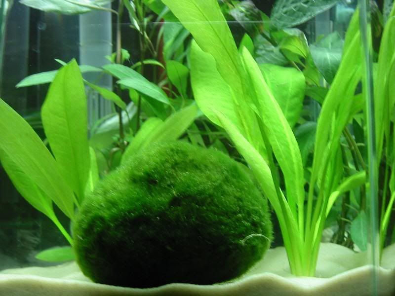 plantpic3.jpg