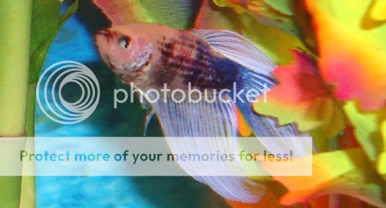 colorfulfishy.jpg