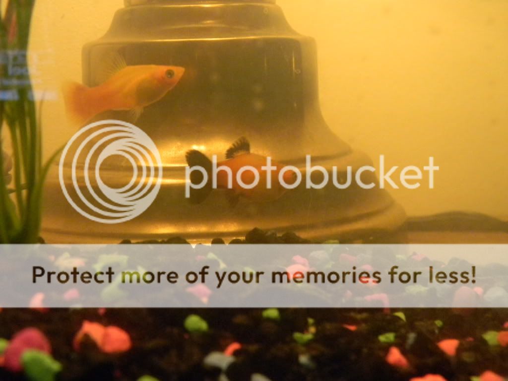 fishyprego008.jpg