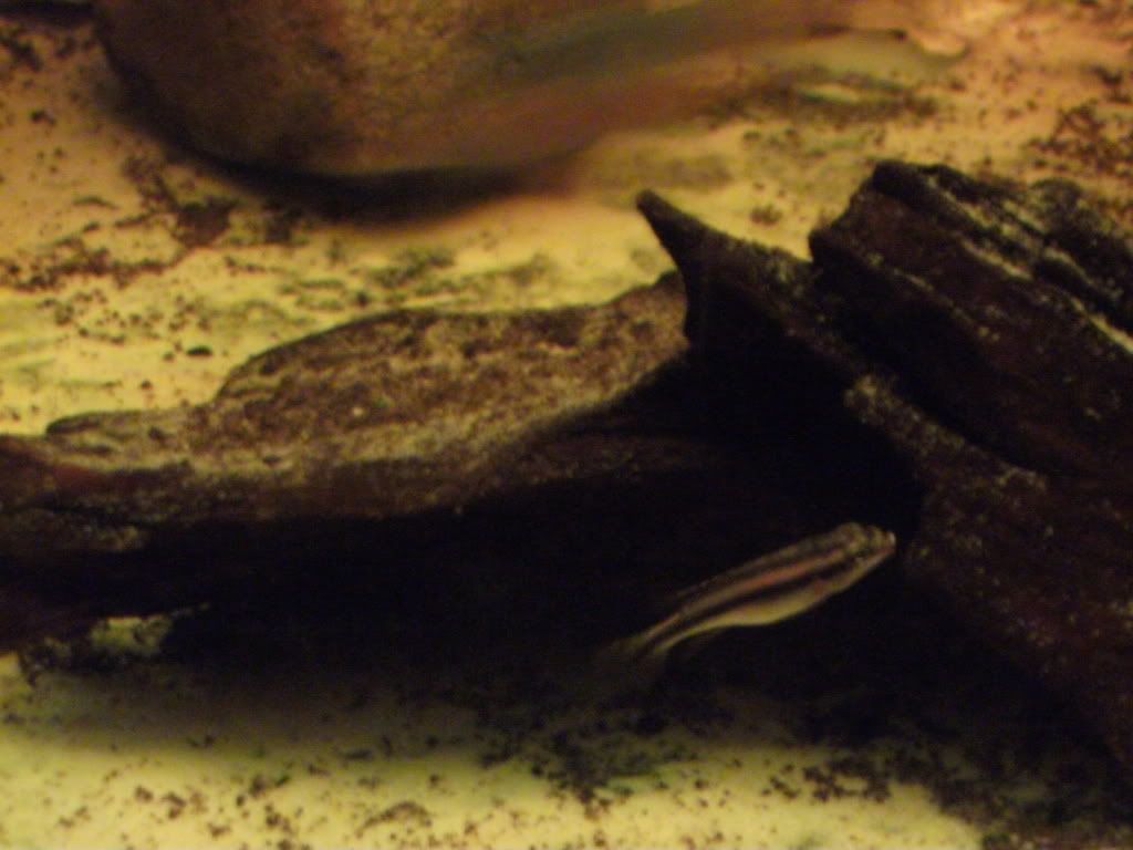 DSCF0521.jpg