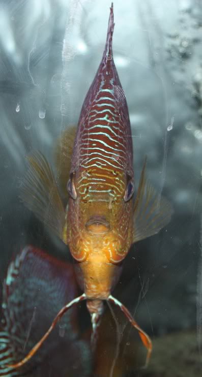 fish3.jpg