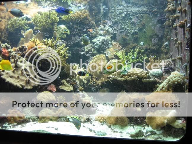 Reefness.jpg